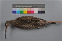 藏品(中杓鷸)的圖片